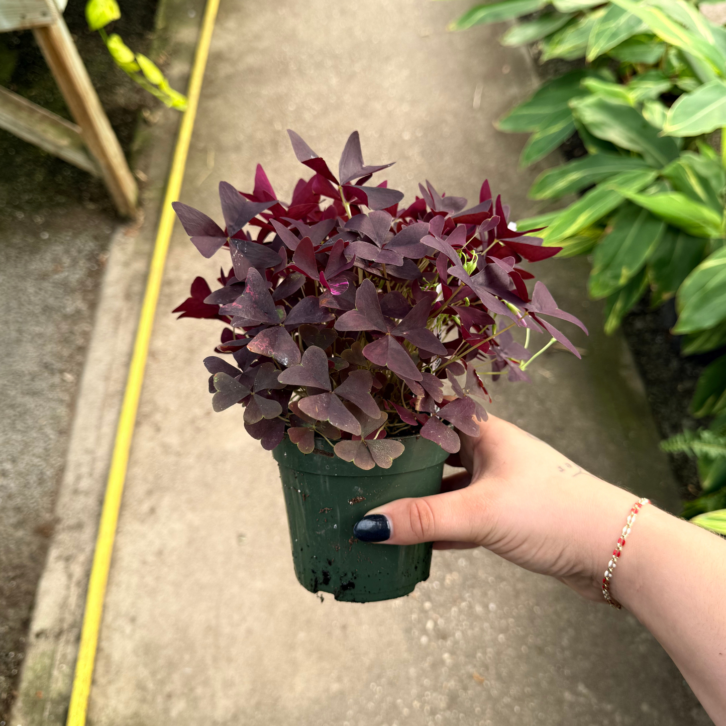 Oxalis triangularis 'Ebony Allure'