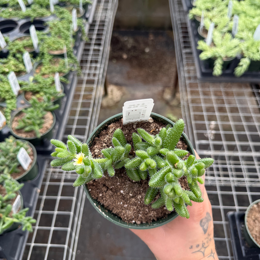Delosperma echinatum ‘Gherkin’