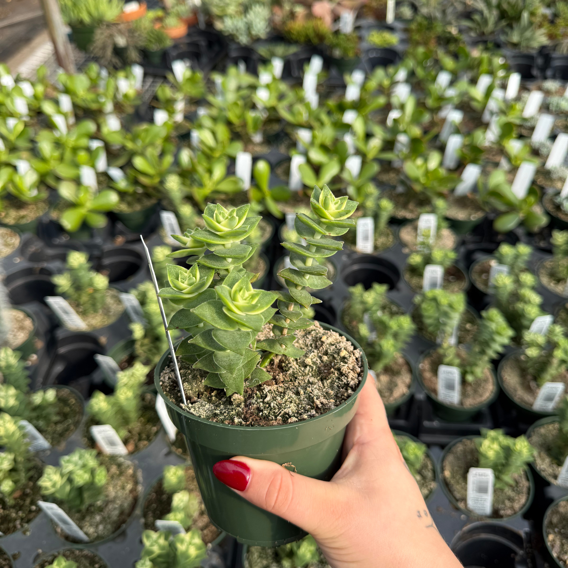 hanging button leaf plant Crassula perforata 'String of Buttons'