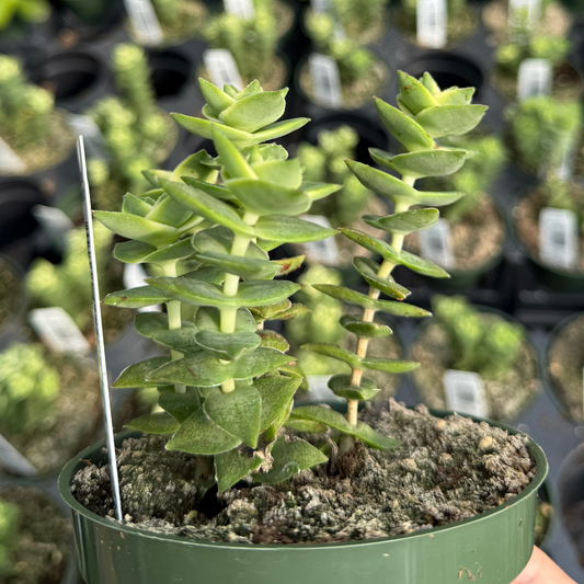 Crassula perforata 'String of Buttons'