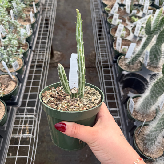 Kleinia Stapeliiformis - Pickle Cactus