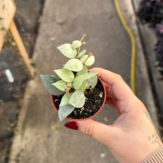Hoya krohniana 'Artic'