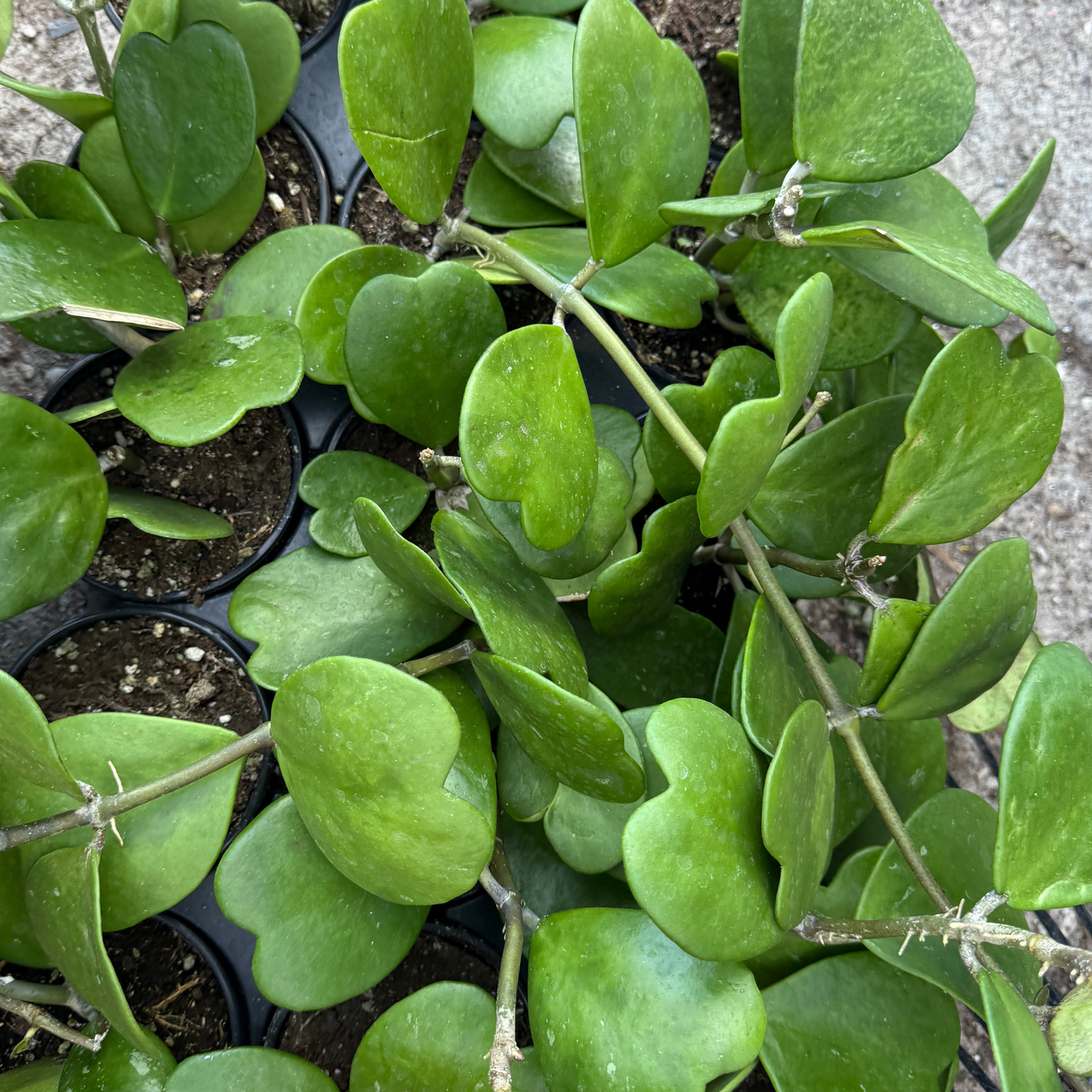 Hoya kerrii