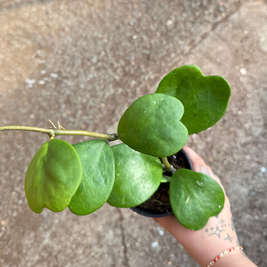 Hoya kerrii