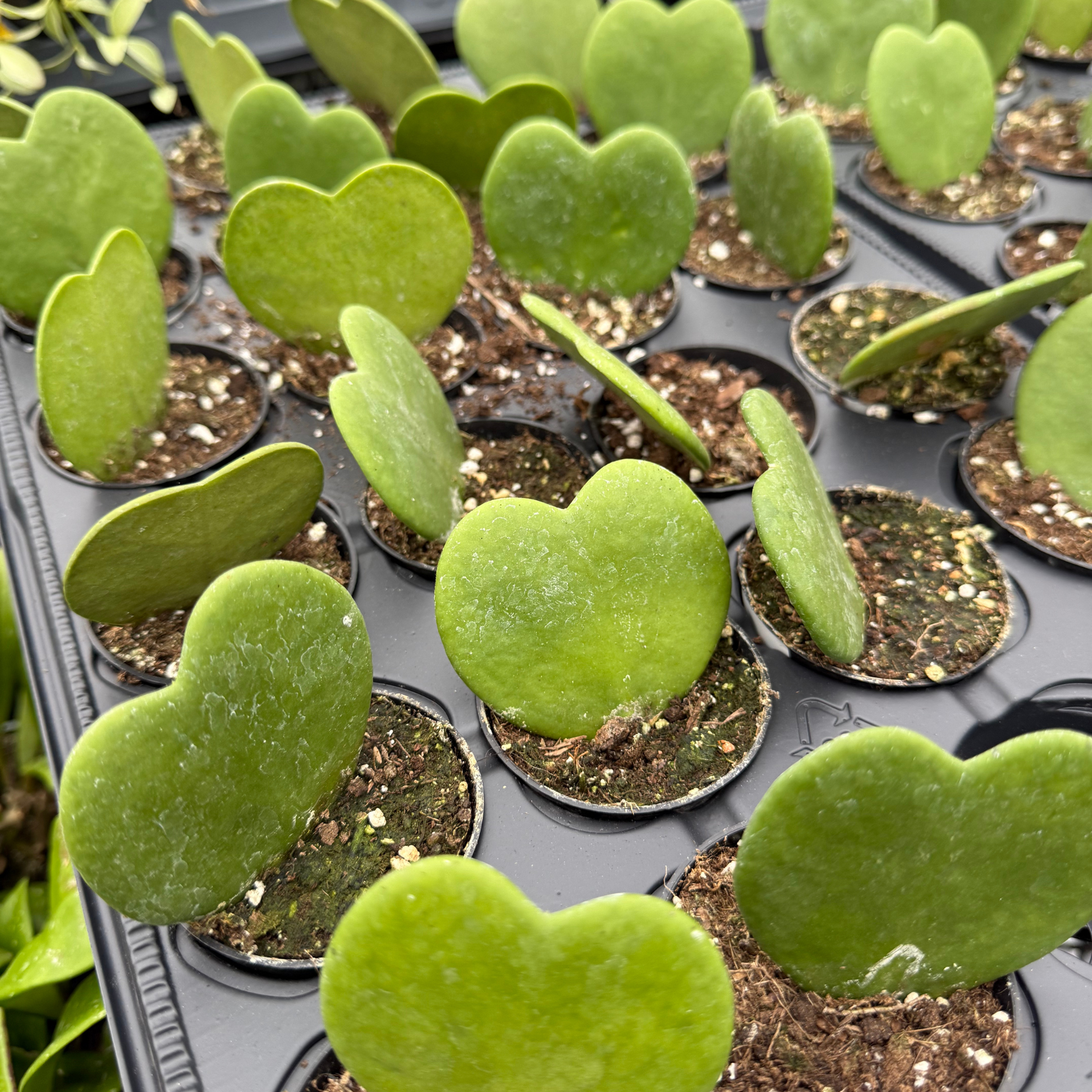 is a hoya plant a succulent Hoya kerrii – Fantastic Gardens