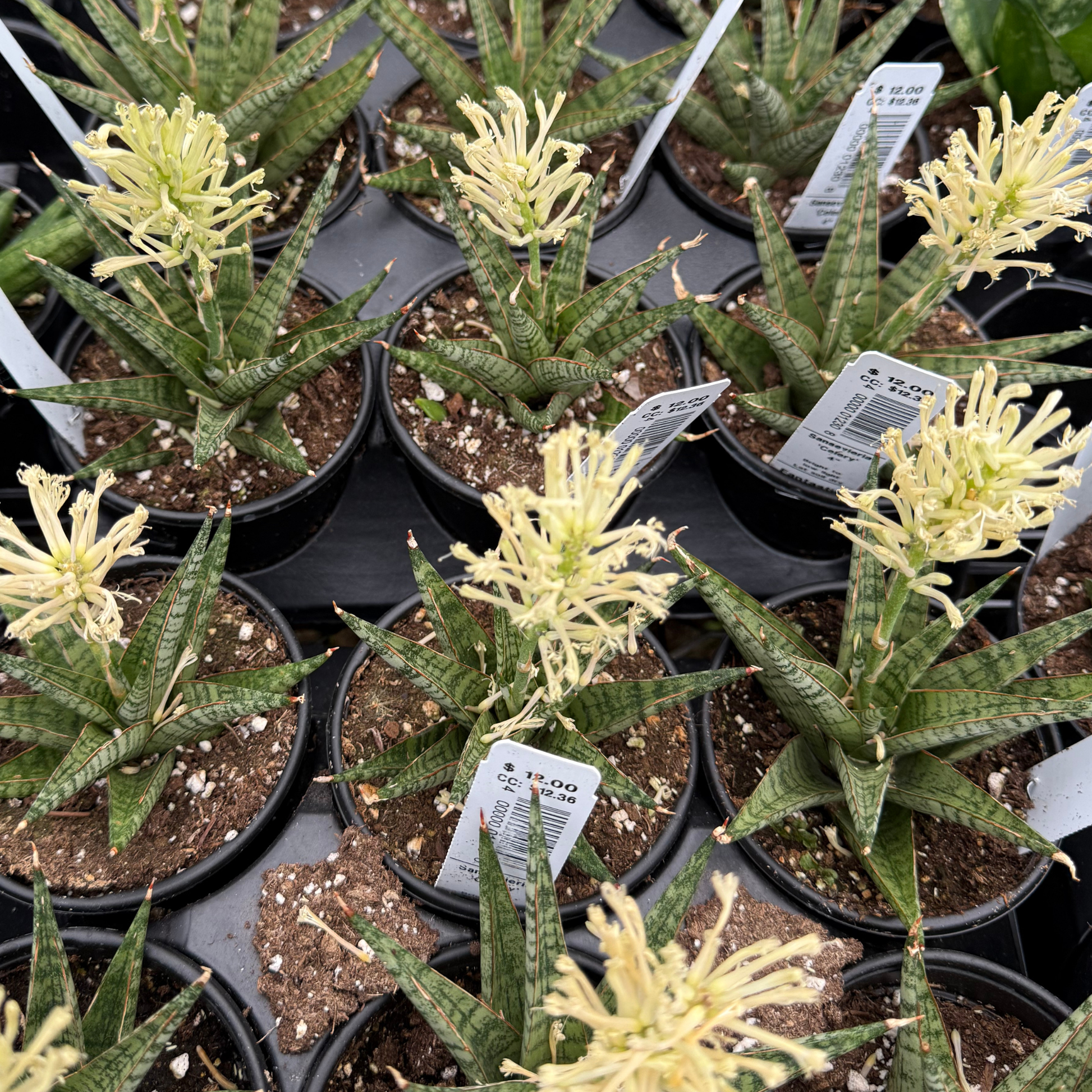 sansevieria perros Sansevieria 'Celery'