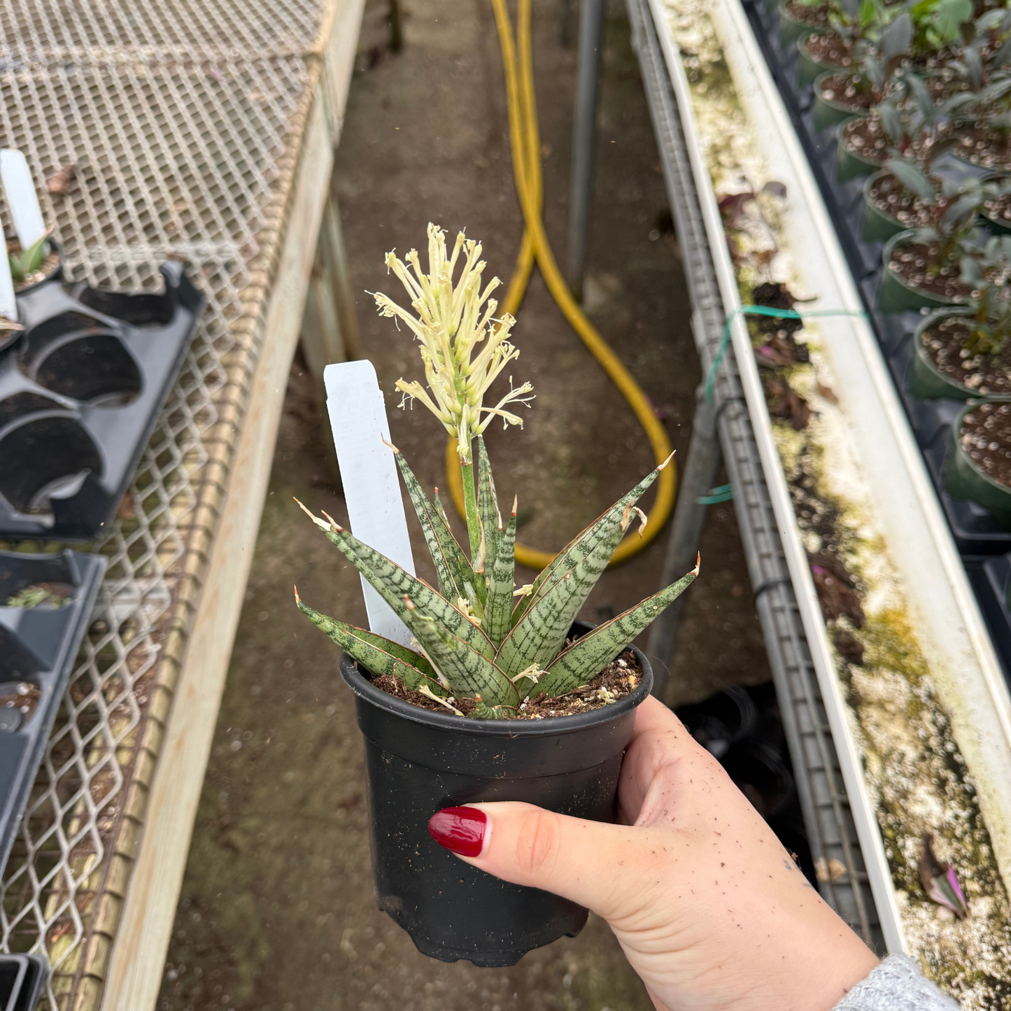 Sansevieria 'Celery'
