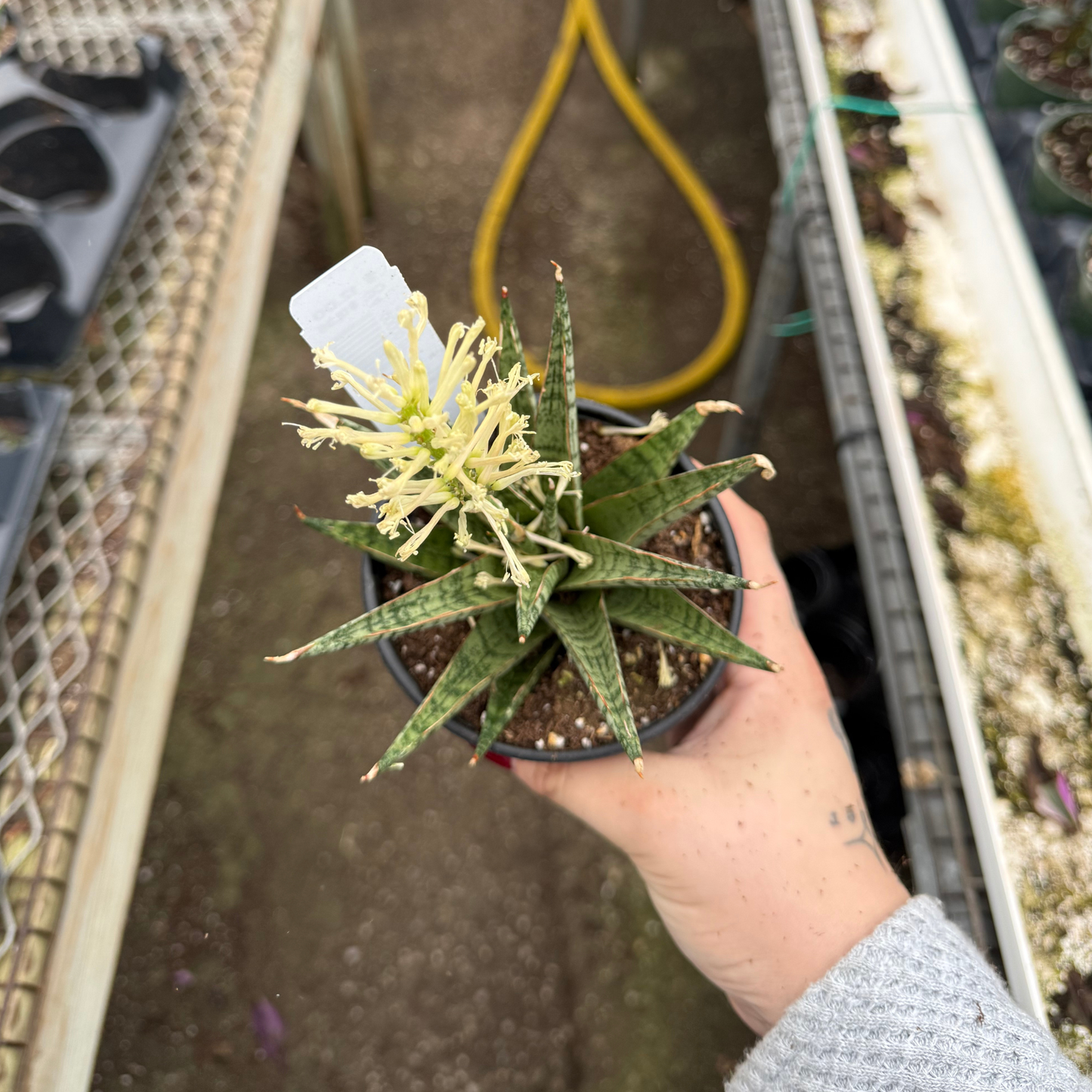 Sansevieria 'Celery'