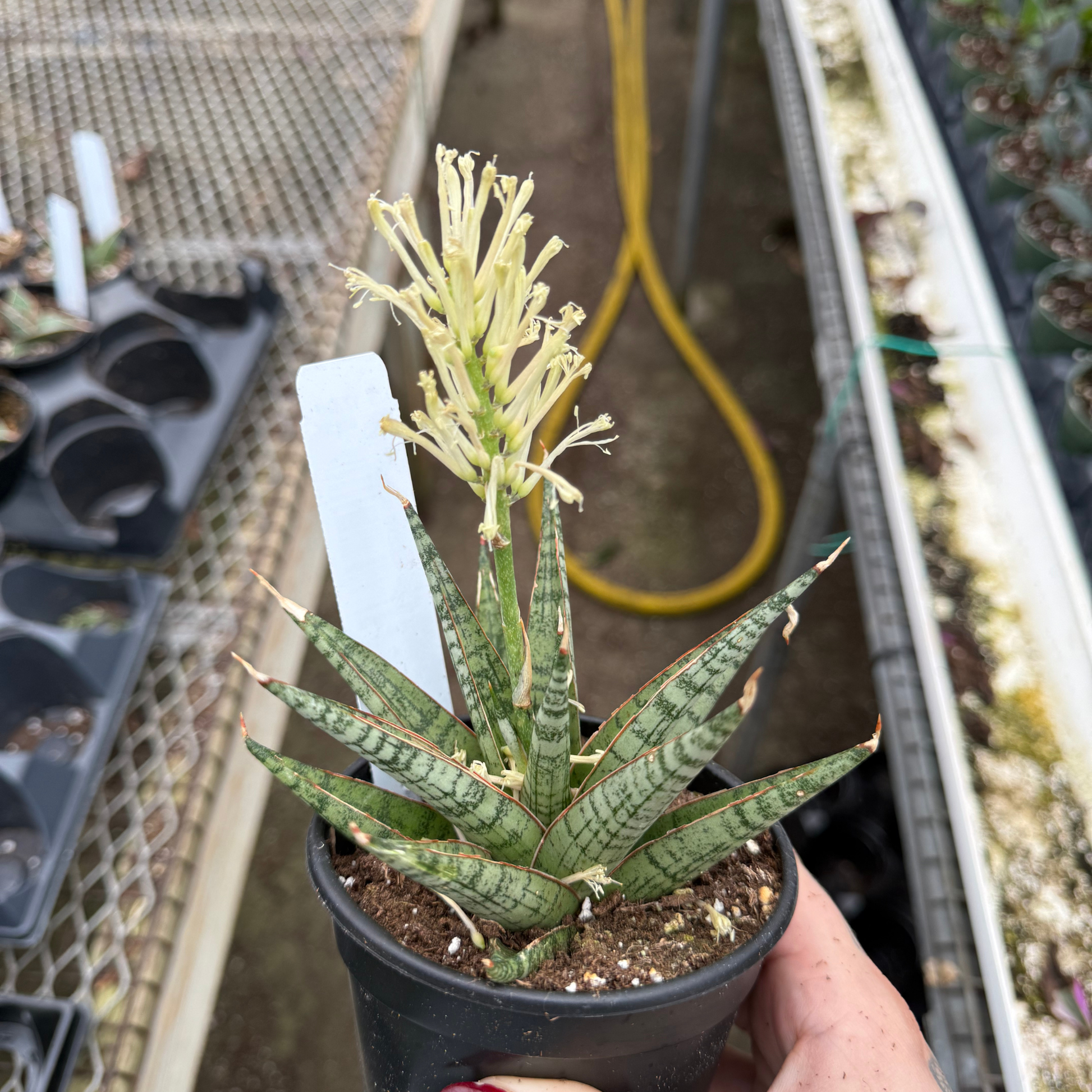 sansevieria seattle Sansevieria 'Celery'