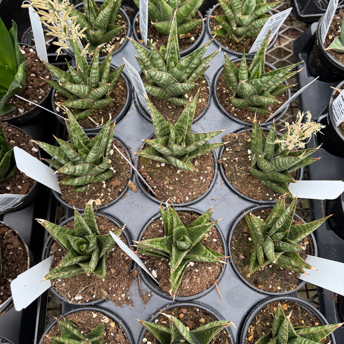 Sansevieria 'Table Mountain'