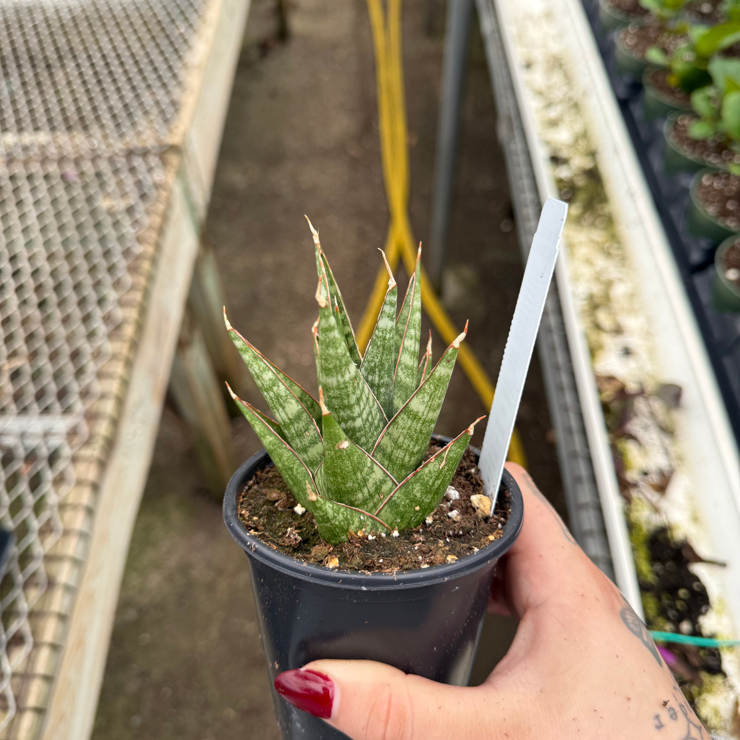 Sansevieria 'Table Mountain'