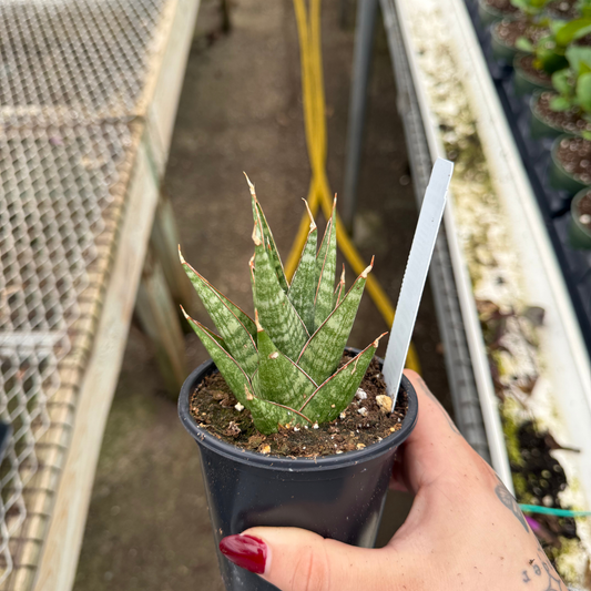 Sansevieria 'Table Mountain'
