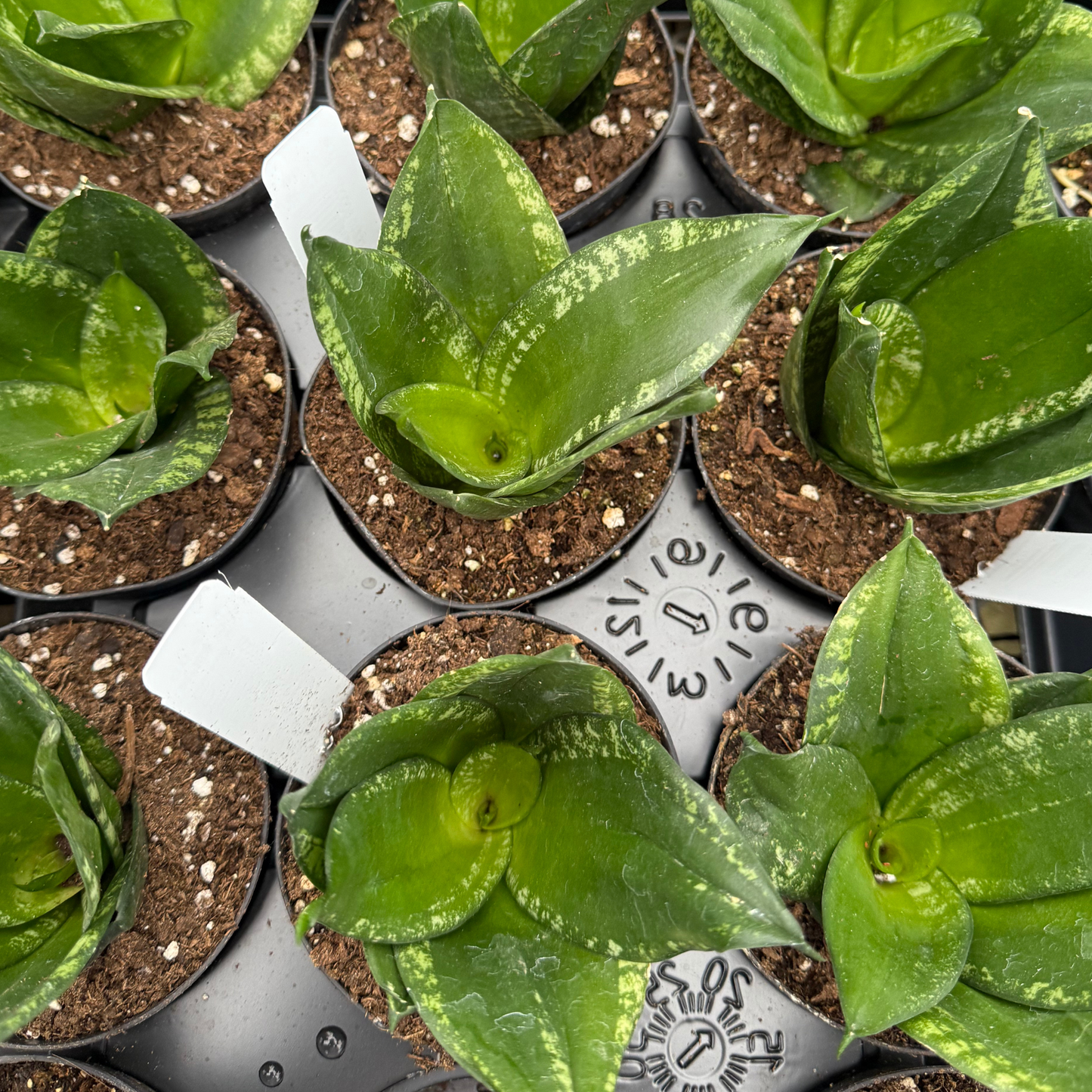 Sansevieria 'Whitney'