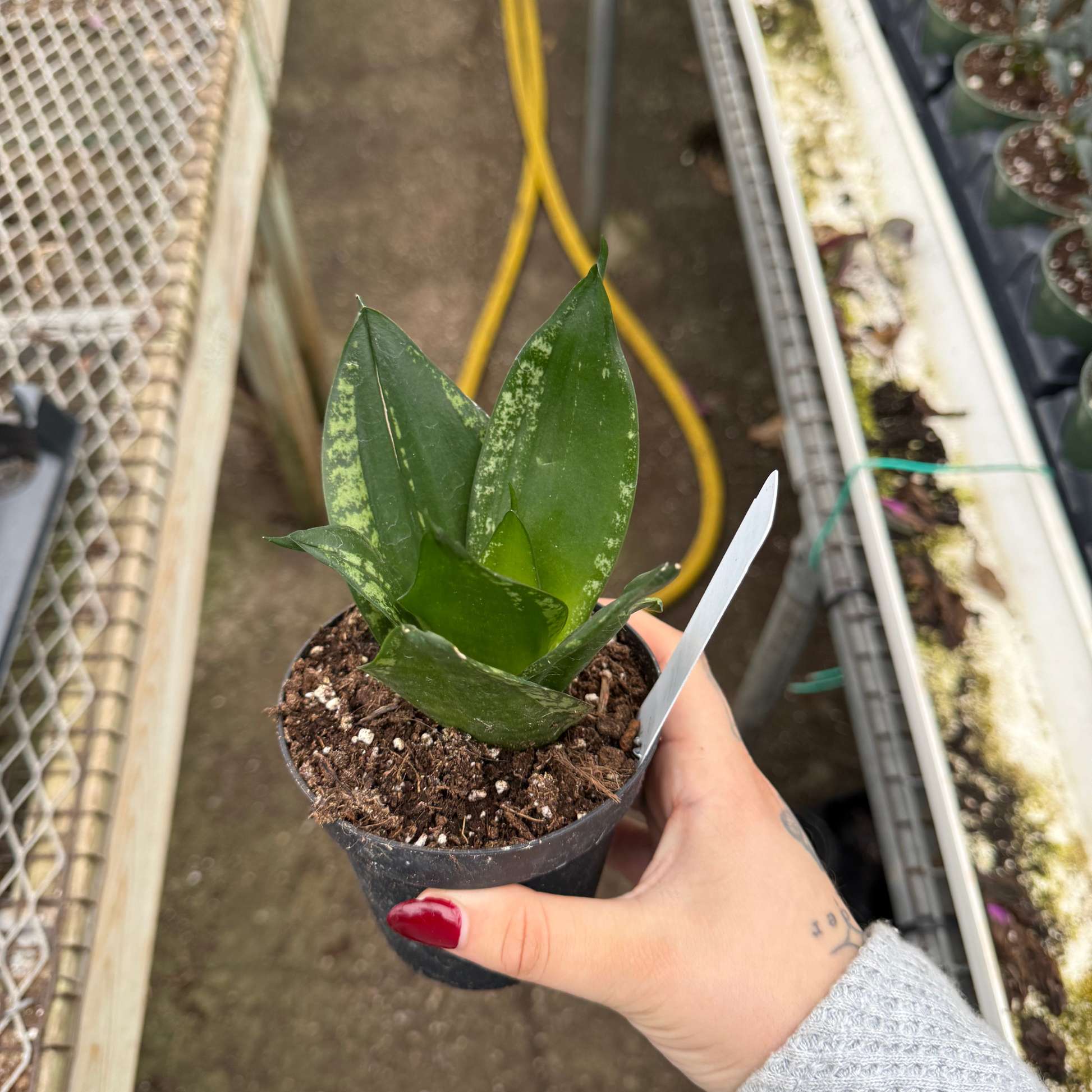 compact snake plant Sansevieria 'Whitney'