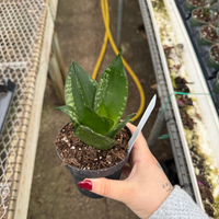 洋書 the splendid sansevieria Sansevieria 'Whitney' – Fantastic Gardens