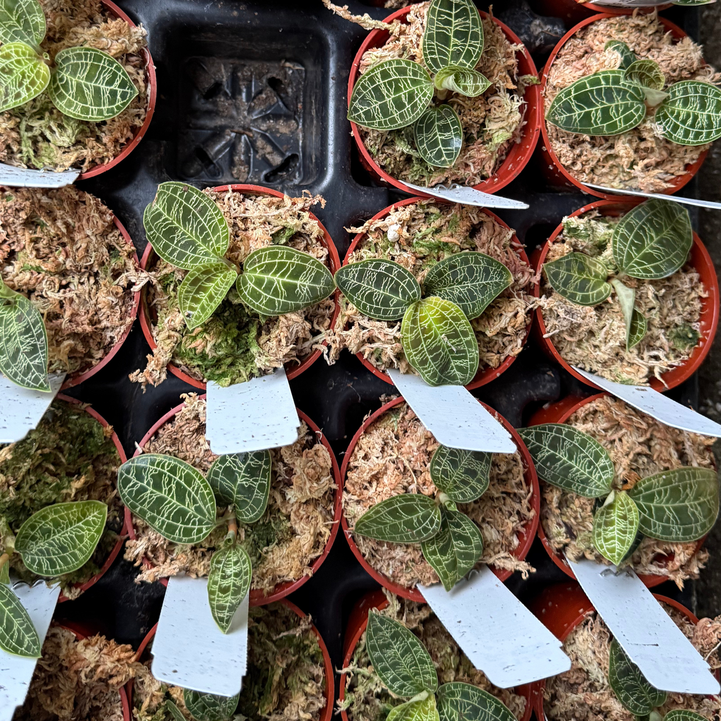 Macodes petola Jewel Orchid