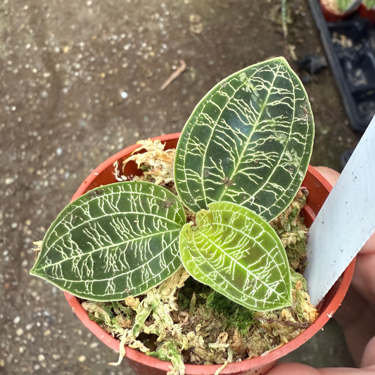 Macodes petola Jewel Orchid