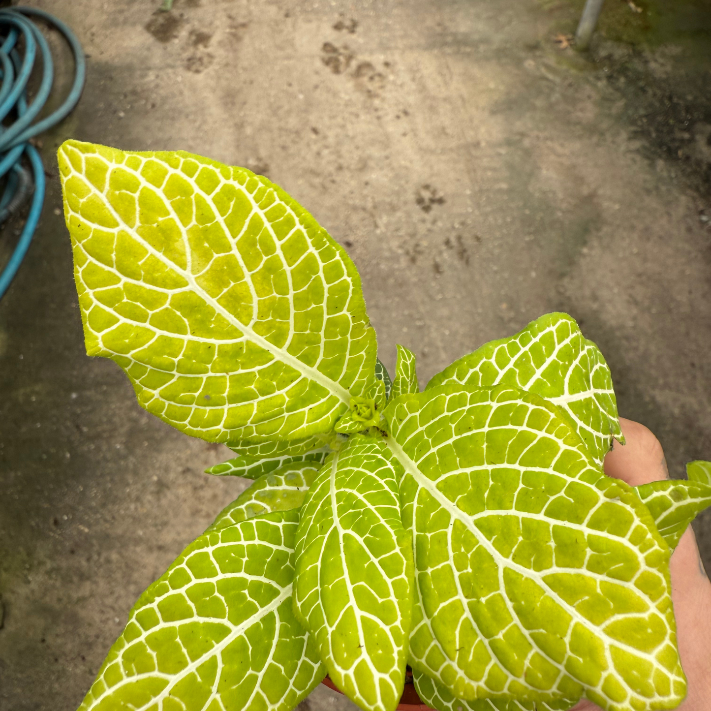 'Jolly Lemon' Fittonia