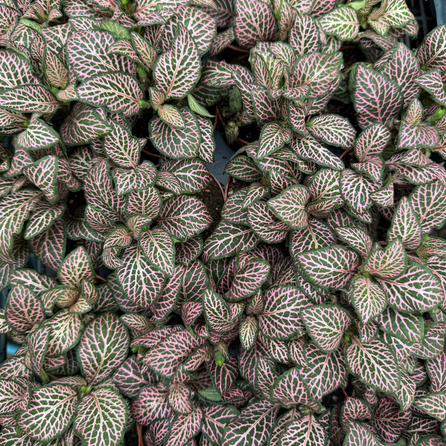 'Mistral' Fittonia