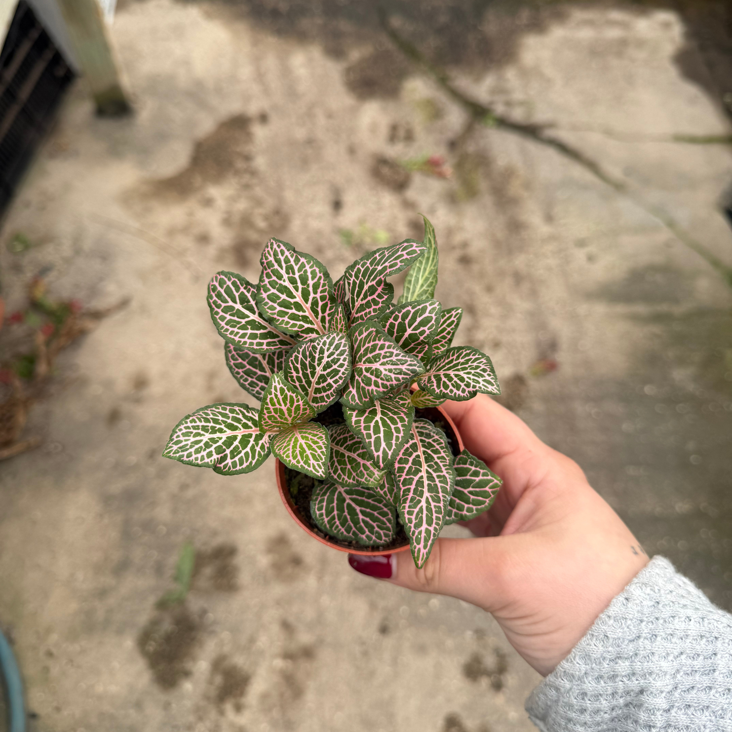 'Mistral' Fittonia