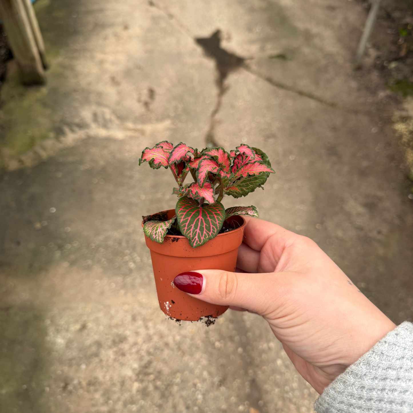 'Red Forest Flame' Fittonia