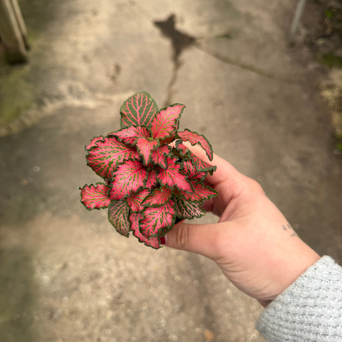 'Red Forest Flame' Fittonia