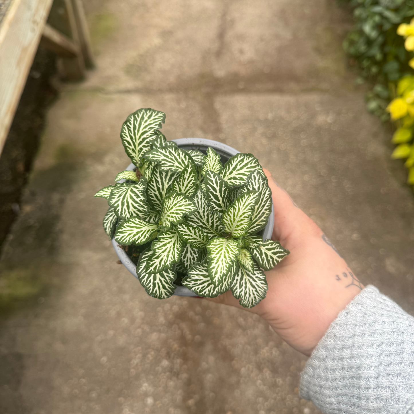 'Mosaic White Tiger' Fittonia