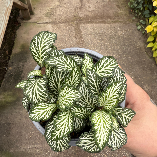 'Mosaic White Tiger' Fittonia