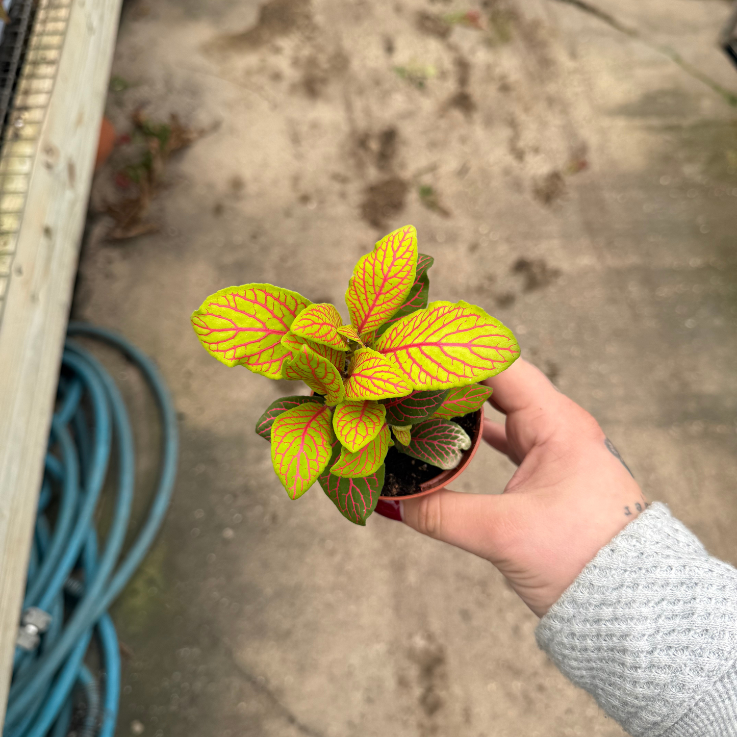 'Skeleton' Fittonia