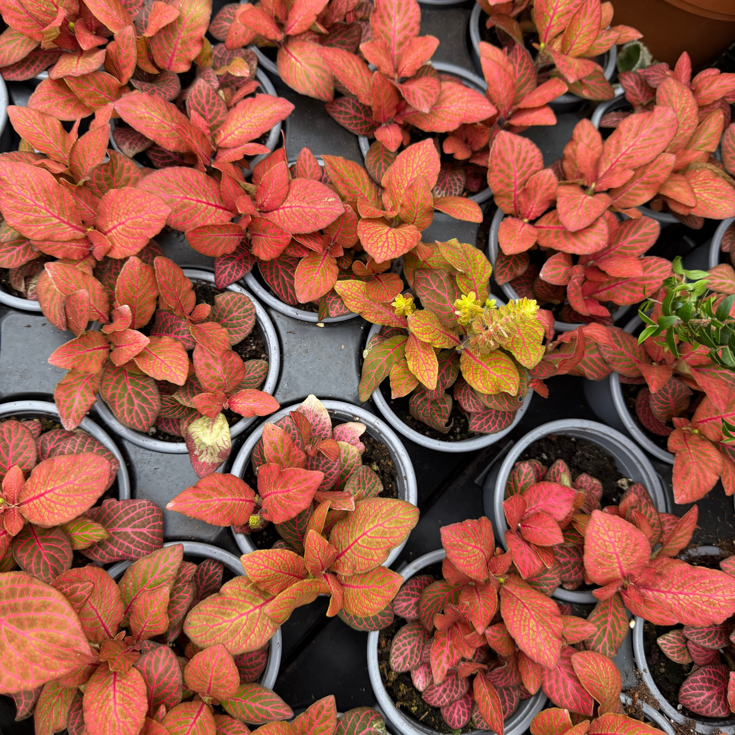 'Red Cloud' Fittonia
