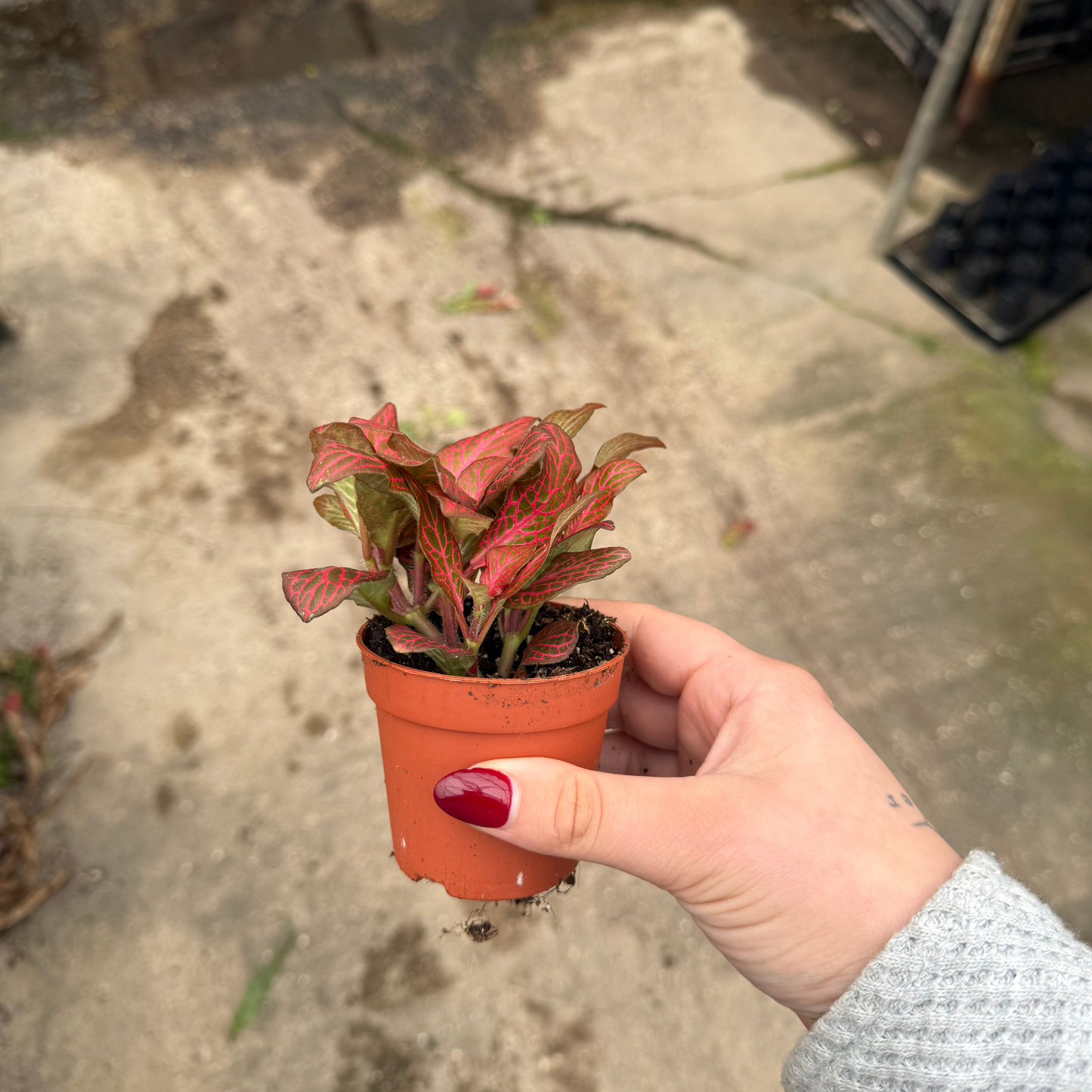 'Red Cloud' Fittonia