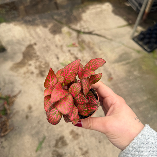 'Red Cloud' Fittonia