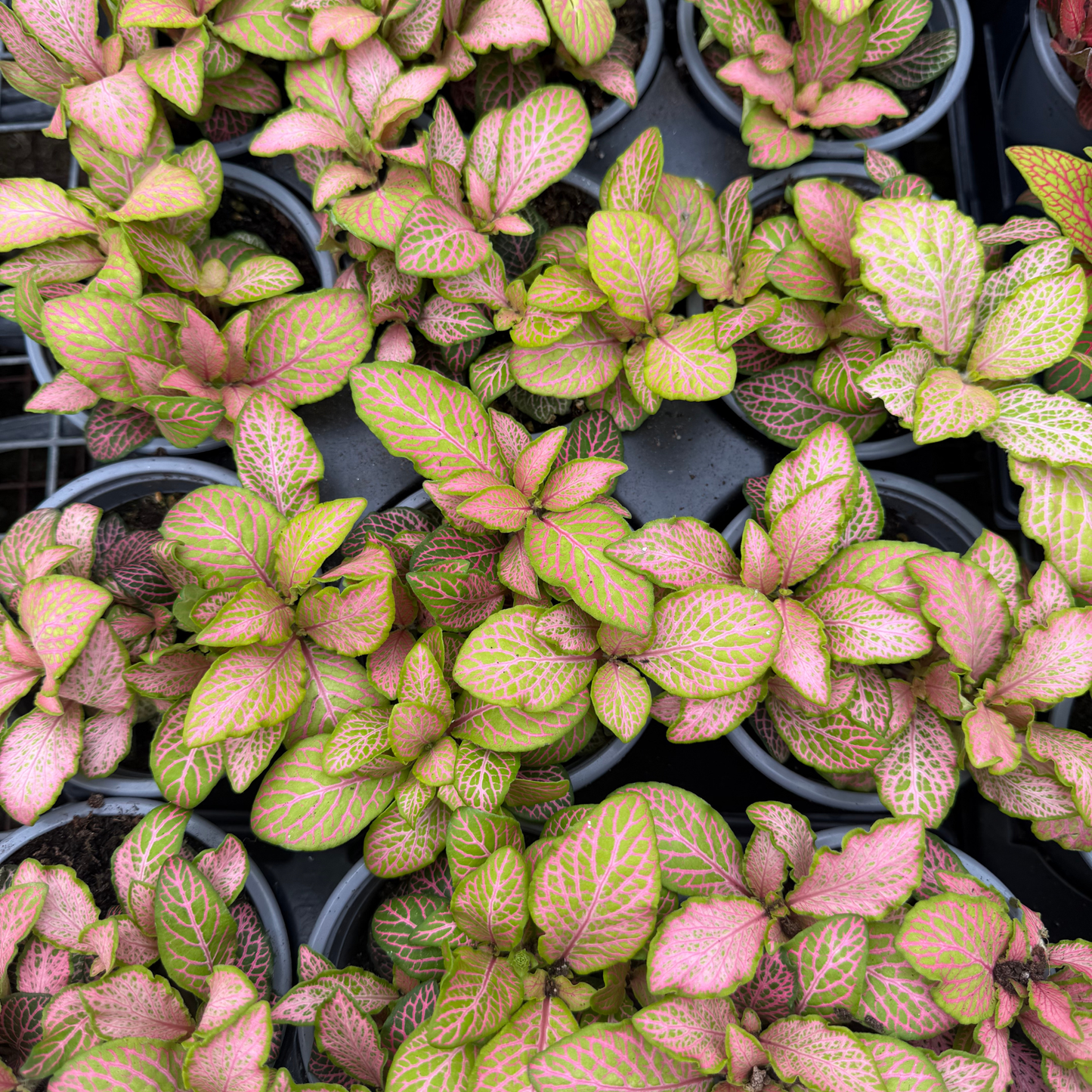 'Zalm Ruby Lime' Fittonia