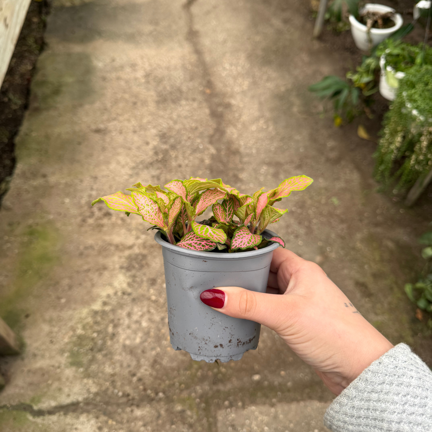 'Zalm Ruby Lime' Fittonia