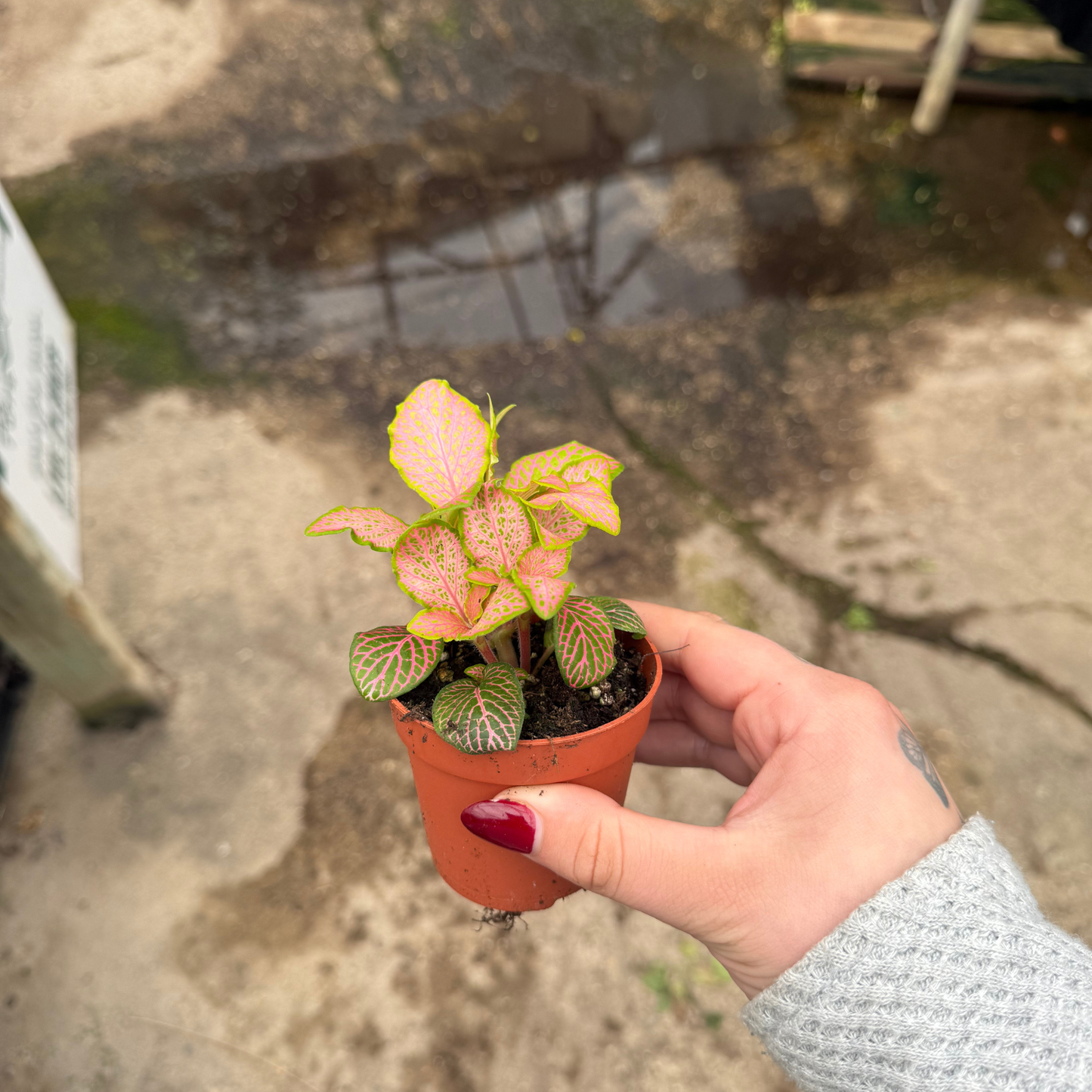 'Zalm Ruby Lime' Fittonia