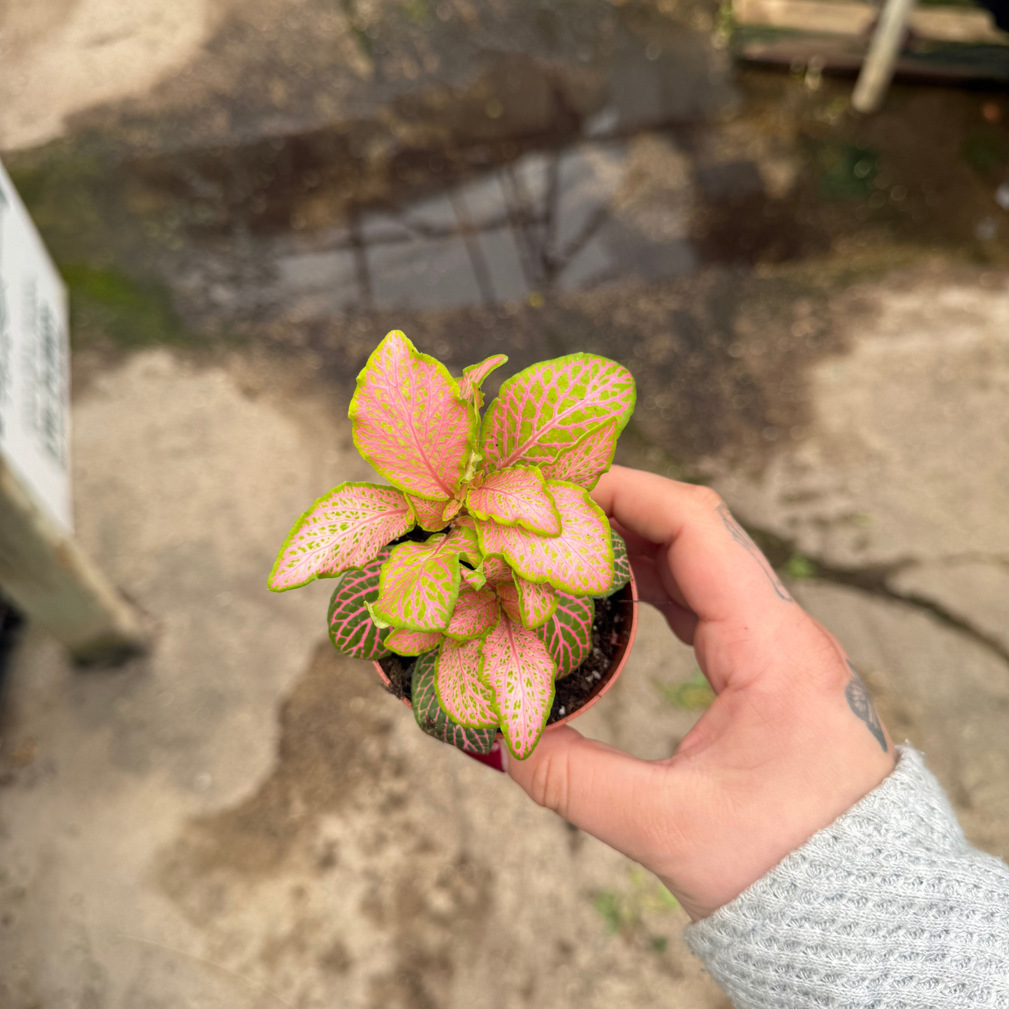 'Zalm Ruby Lime' Fittonia