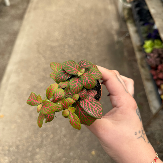 'Red Flame' Fittonia