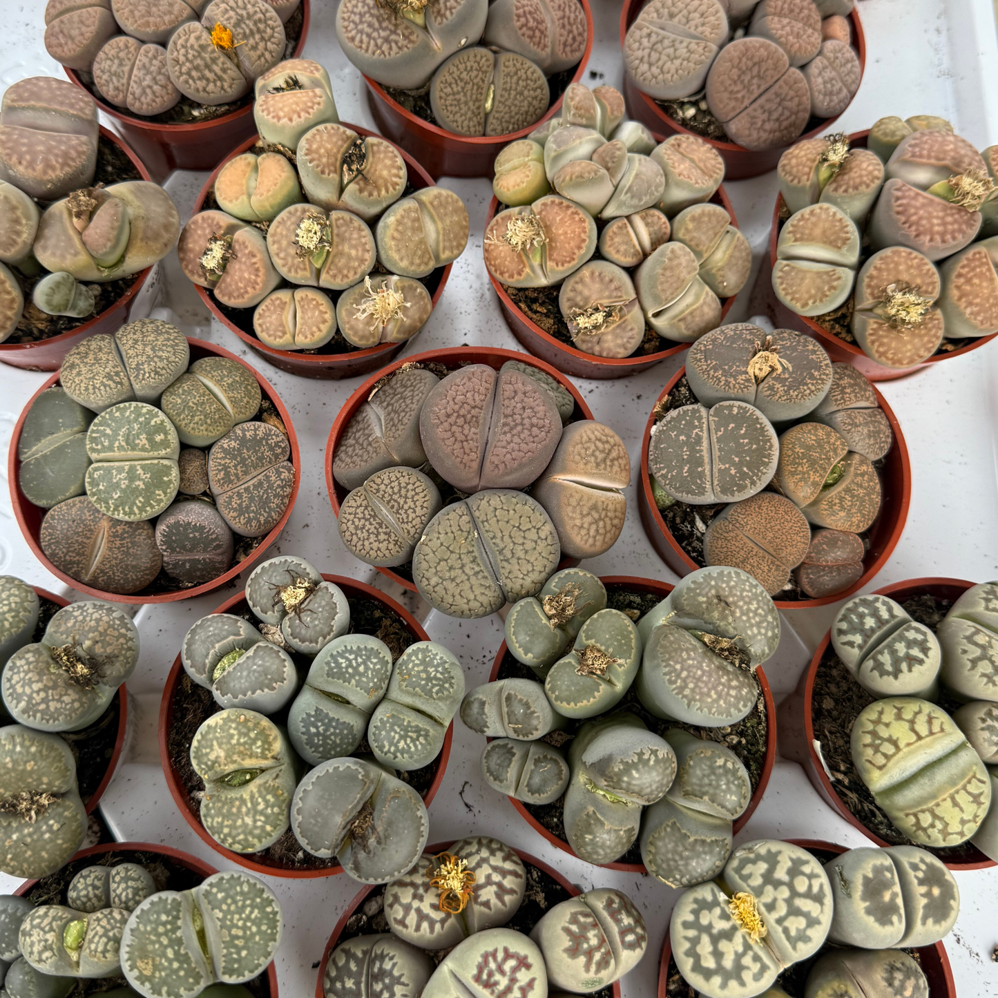 Lithops