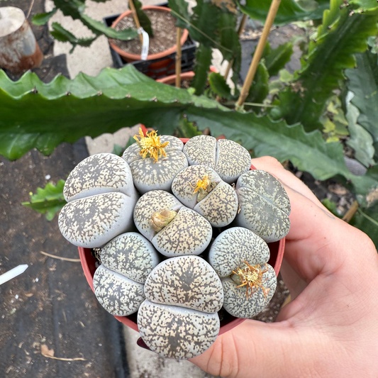 Lithops