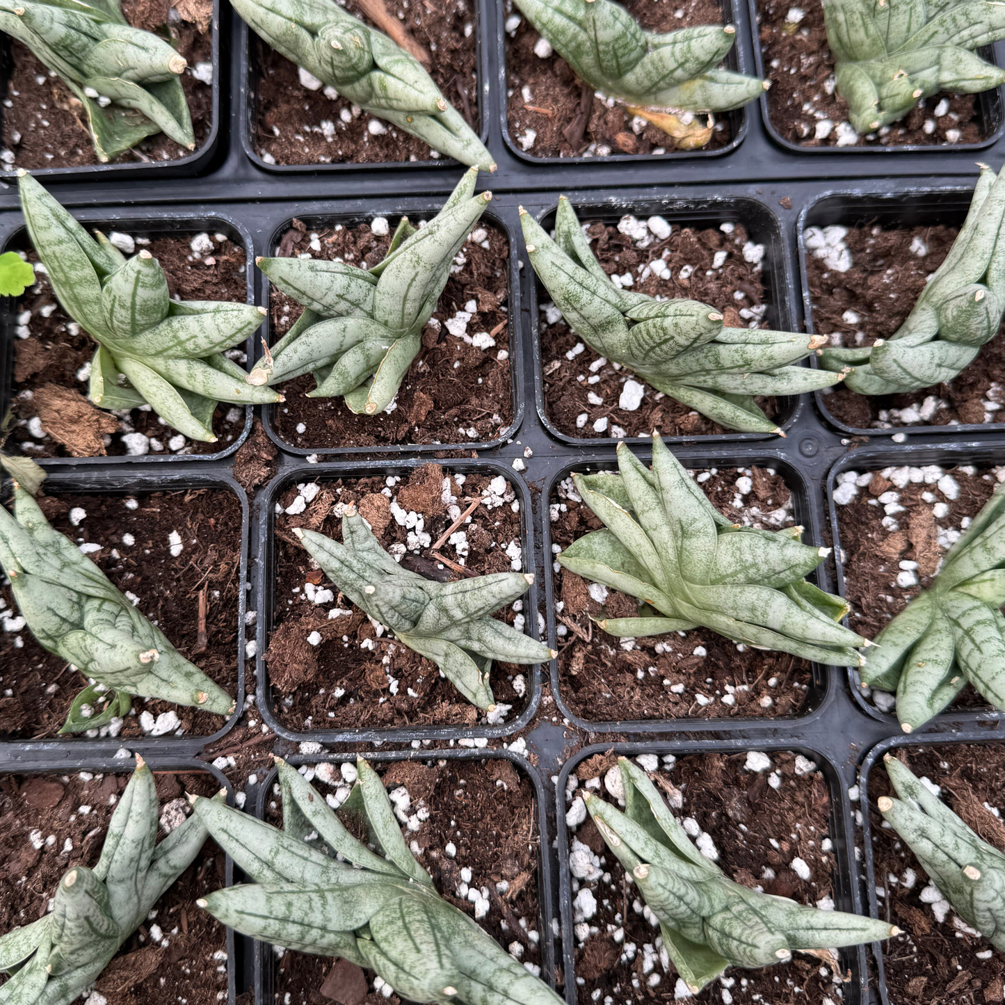 Sansevieria cylindrica 'Dwarf Boncel'