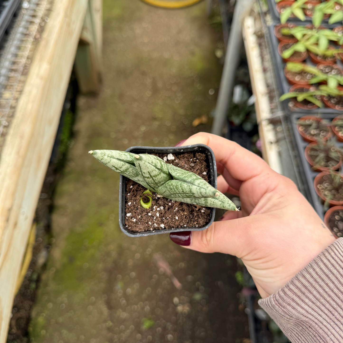 Sansevieria cylindrica 'Dwarf Boncel'