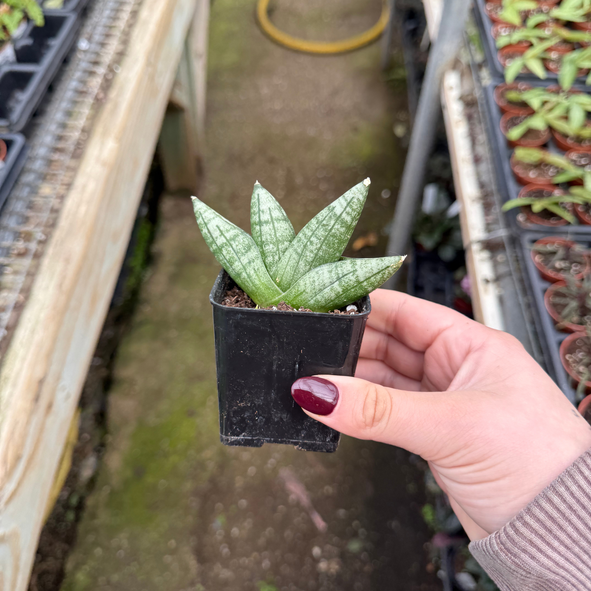 boncel snake plant Sansevieria cylindrica 'Dwarf Boncel' – Fantastic Gardens
