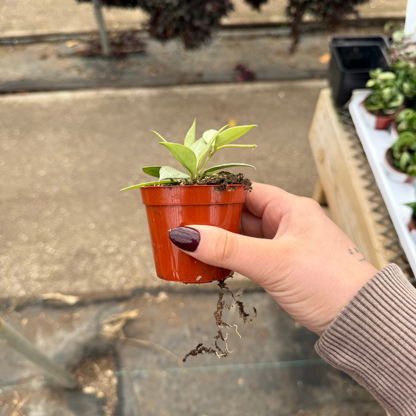 Hoya lacunosa 'Mint'
