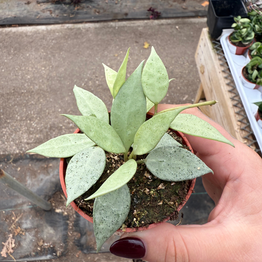 Hoya lacunosa 'Mint'
