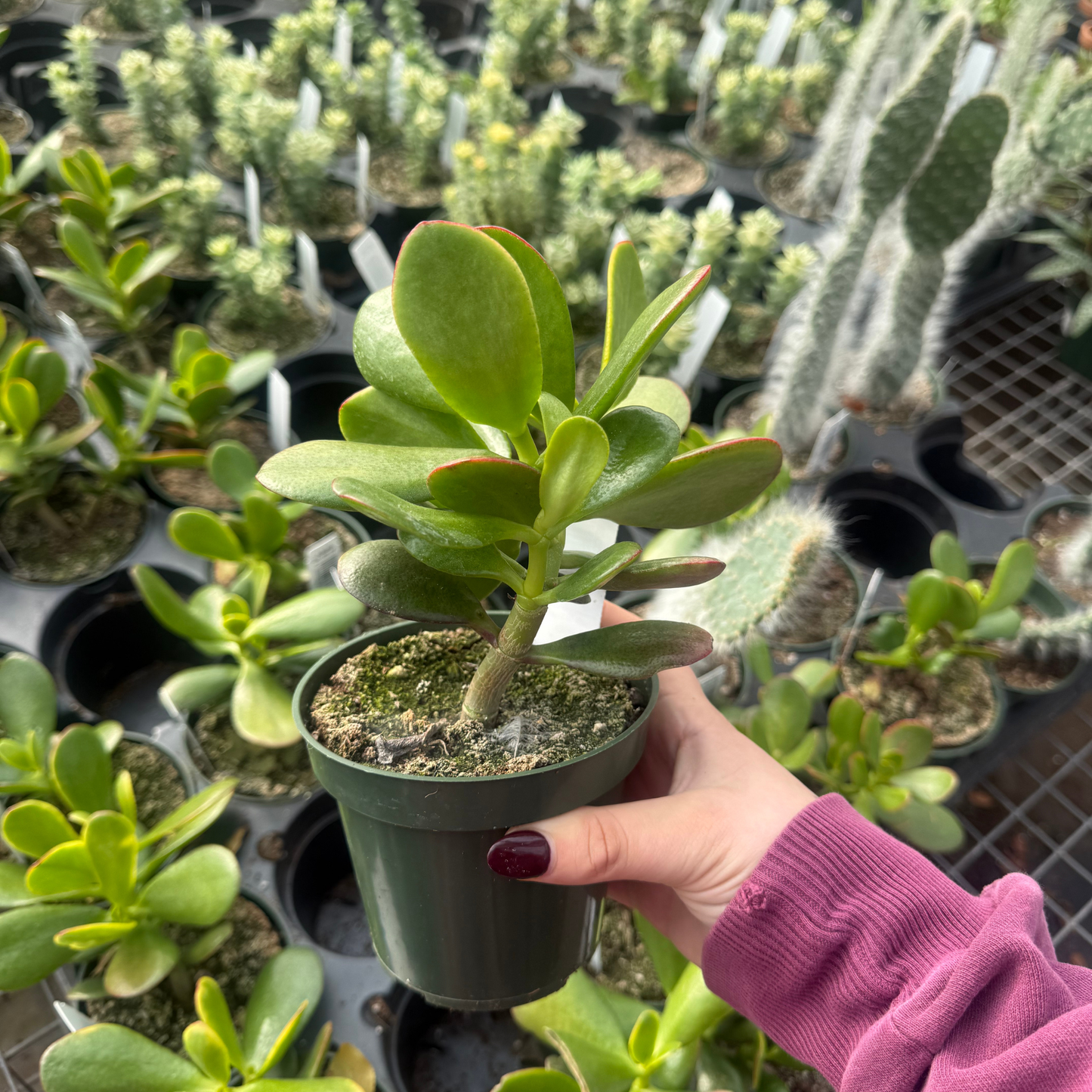 Crassula Ovata- Sunset Jade