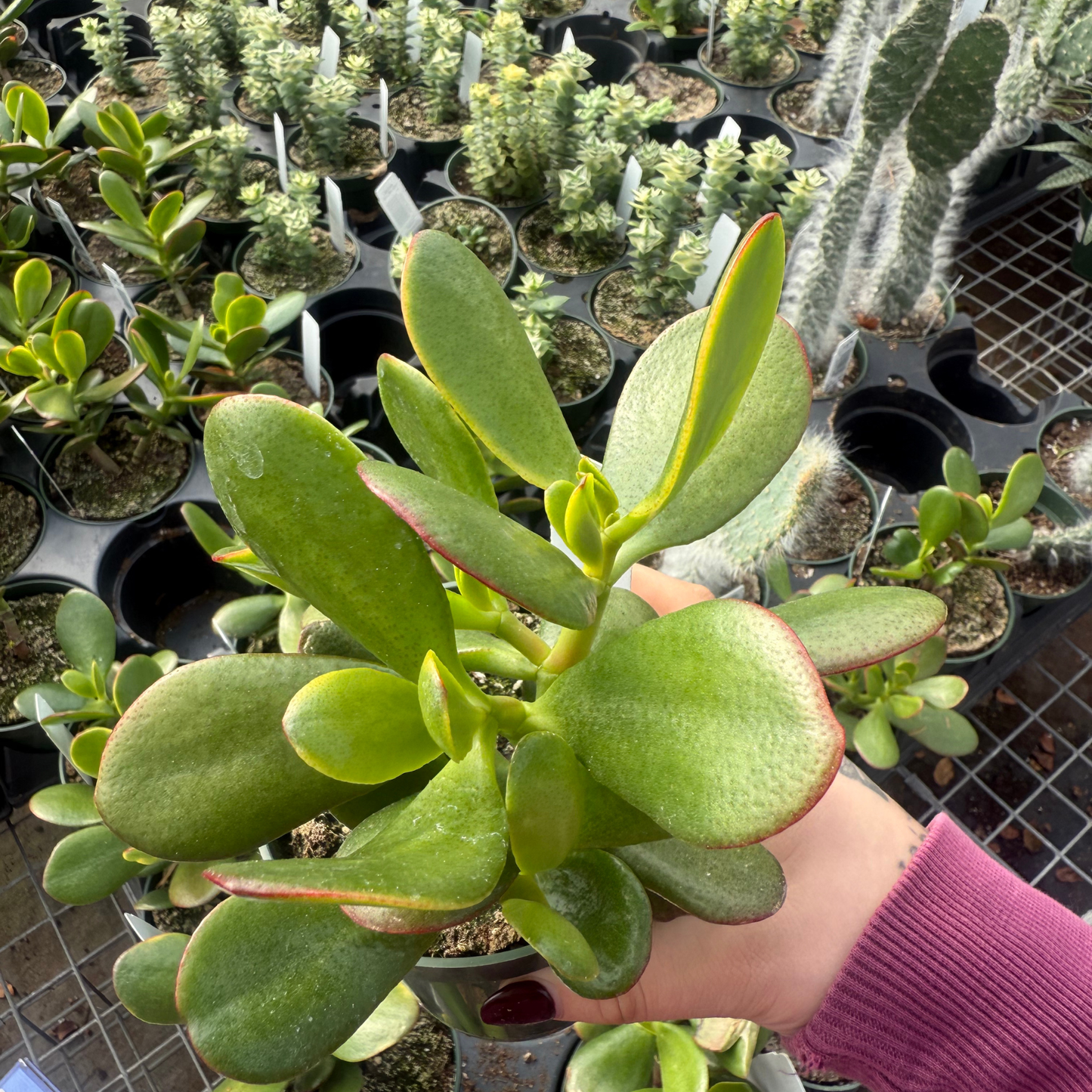 Crassula Ovata- Sunset Jade