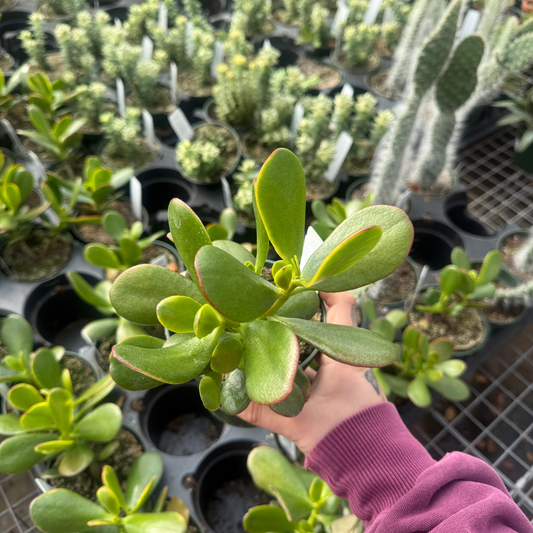Crassula Ovata- Sunset Jade
