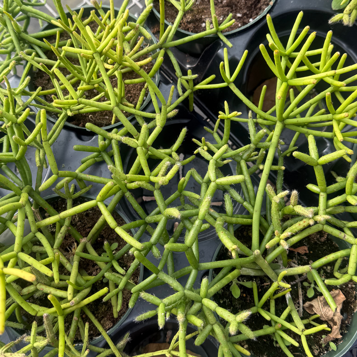 Rhipsalis fioccosa ssp. hohenauensis