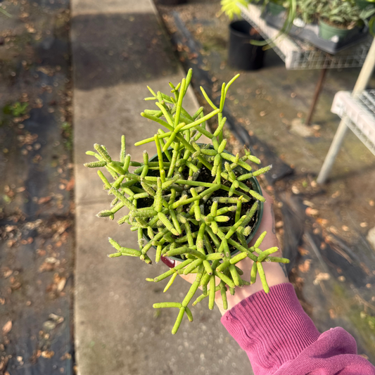 Rhipsalis fioccosa ssp. hohenauensis