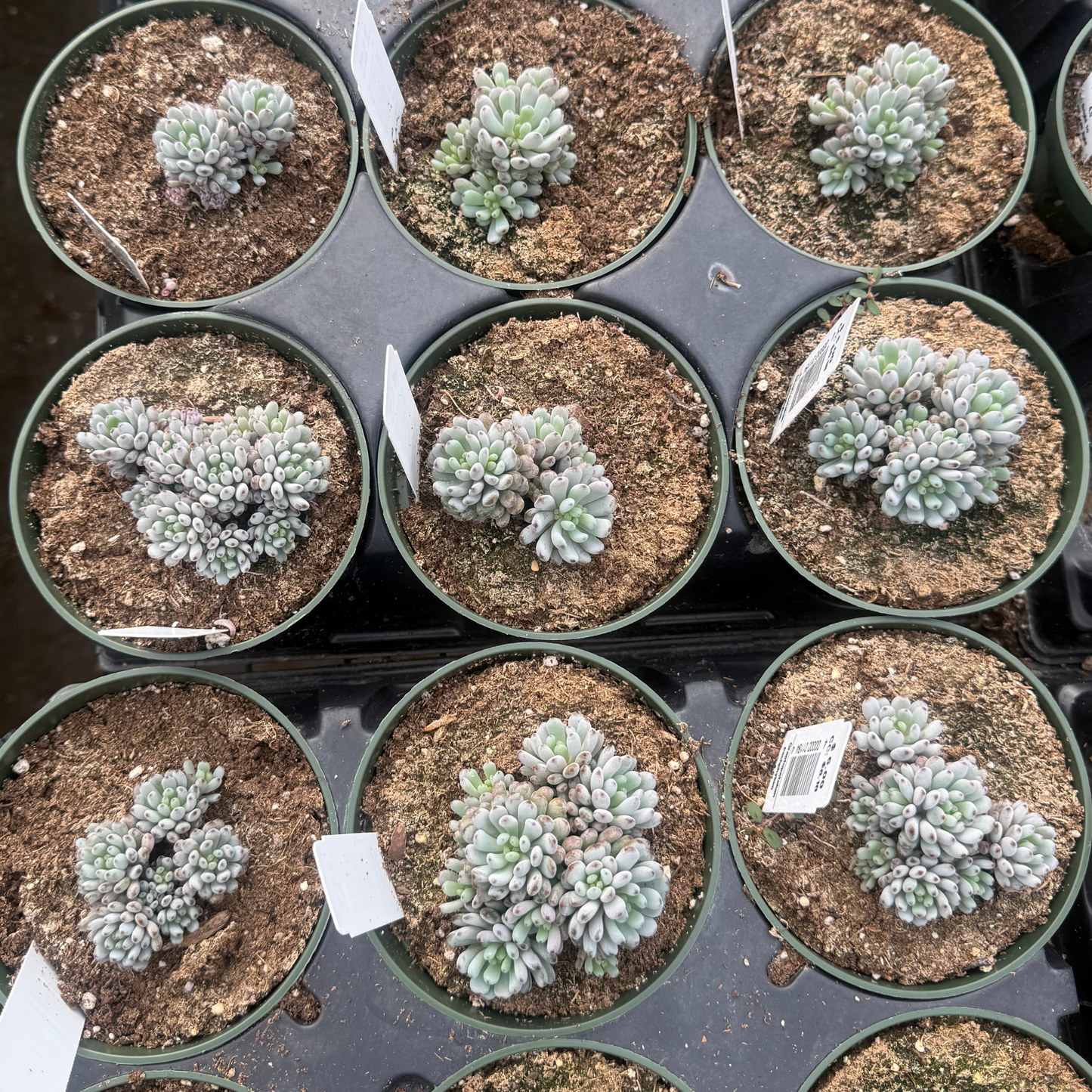 Graptopetalum pachphylum